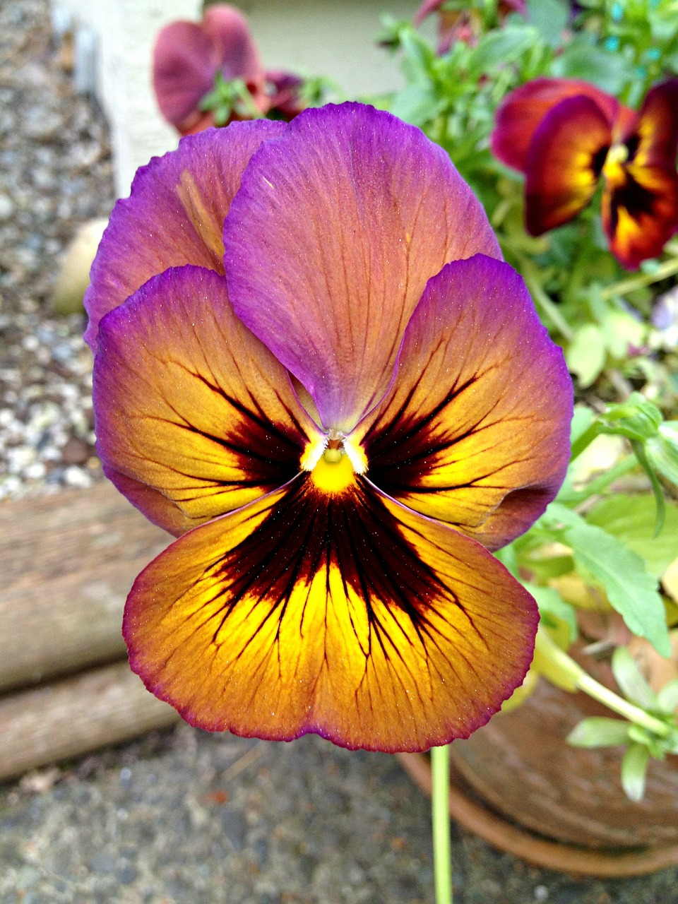 pansy purple flower wildflower free photo