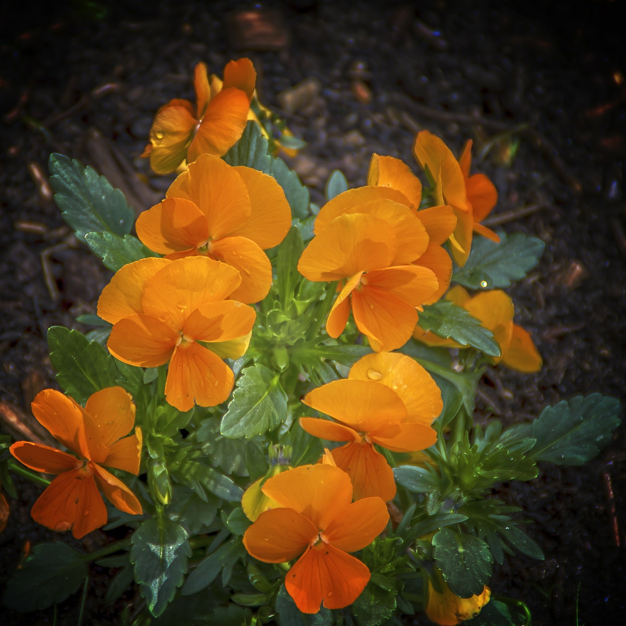 pansy flower flowers free photo