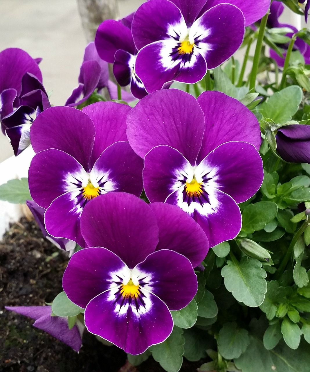 pansy flowers plant free photo