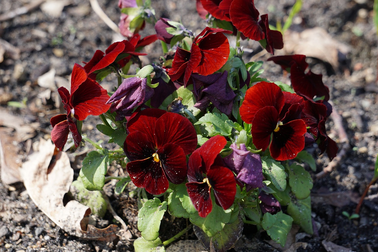 pansy  nature  flower free photo