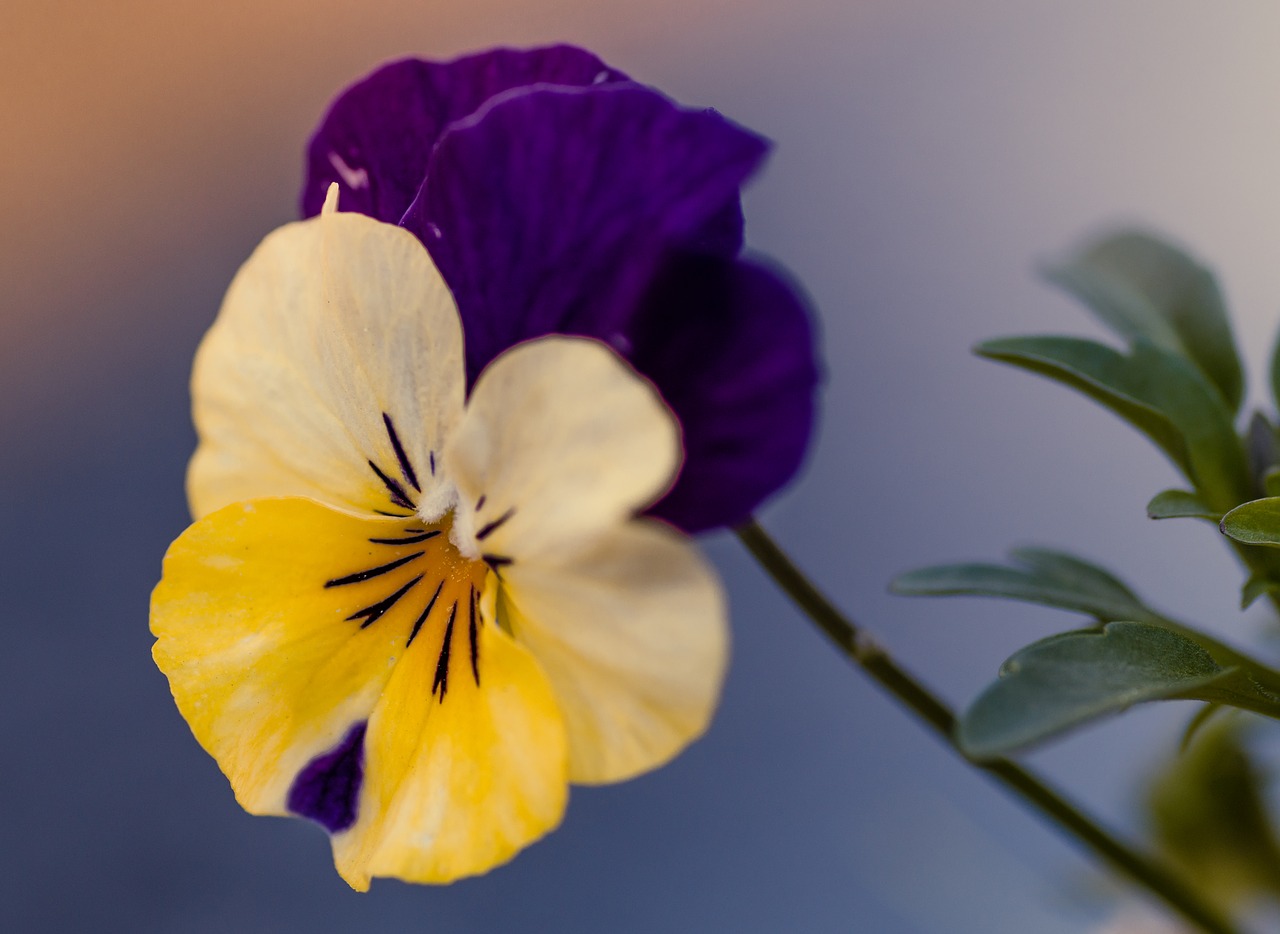 pansy  flower  navy blue free photo