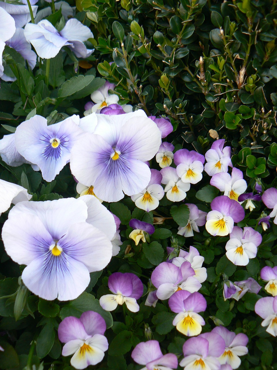 pansy violet flora free photo