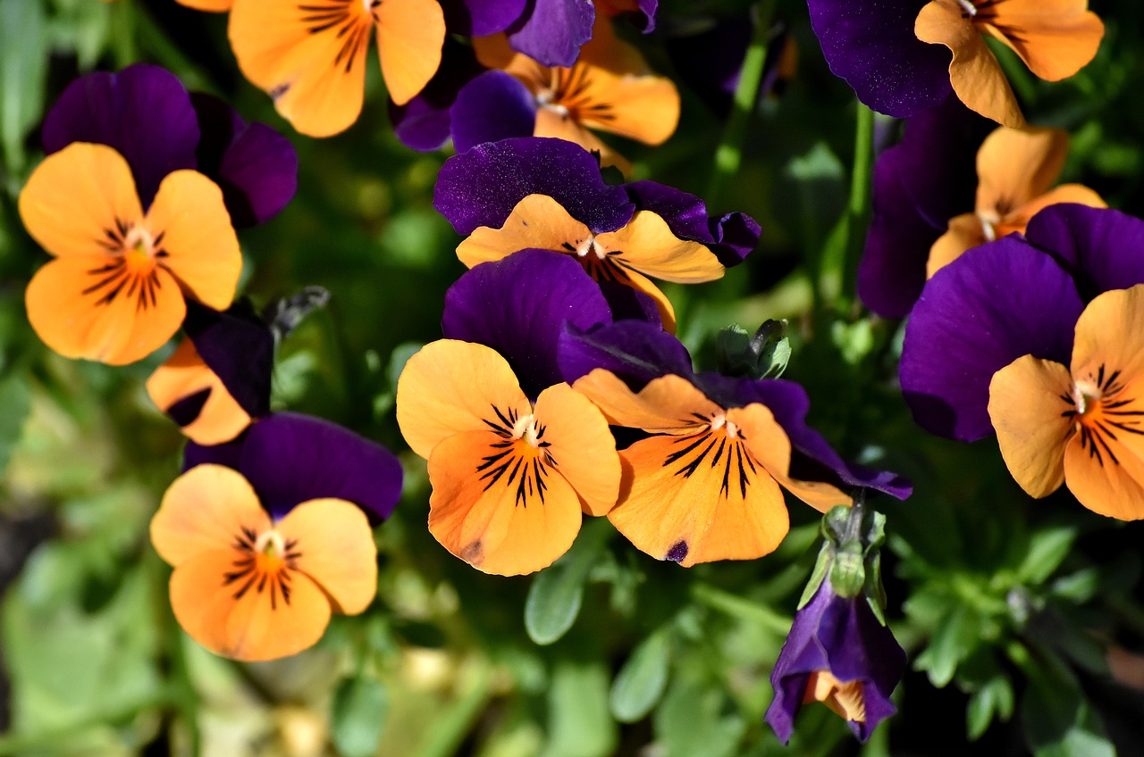 pansy  flower  spring free photo