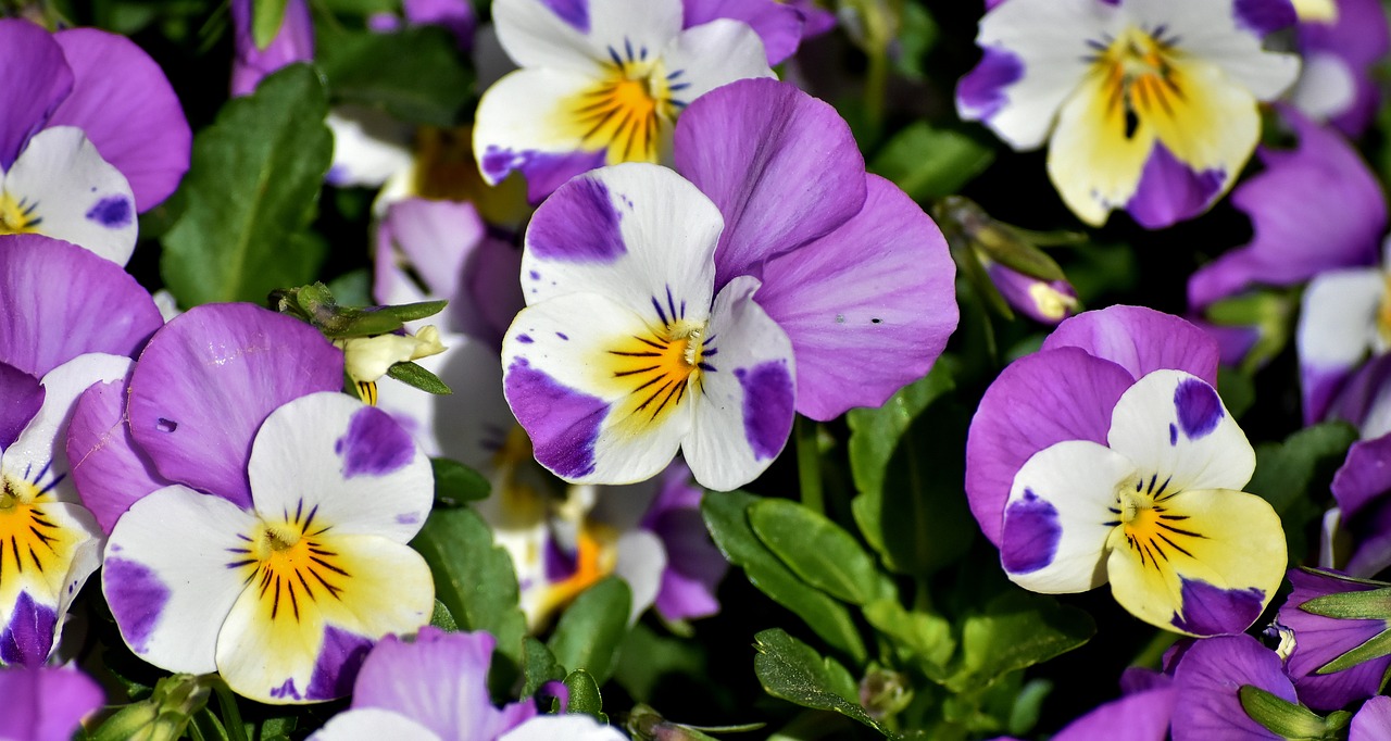 pansy  flower  spring free photo