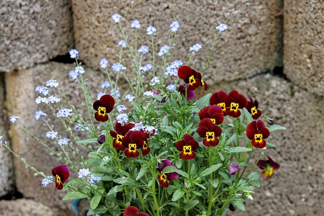 pansy  violet plant  forget me not free photo