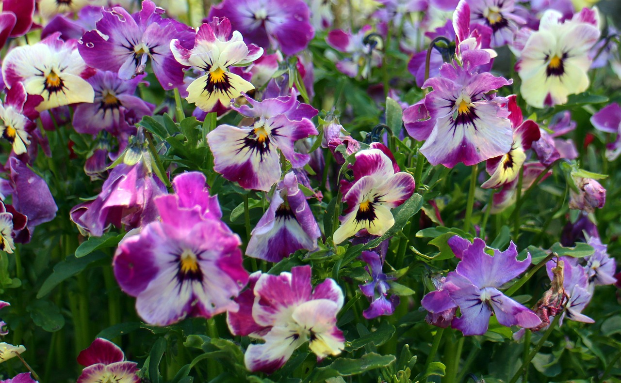 pansy flowers plant free photo