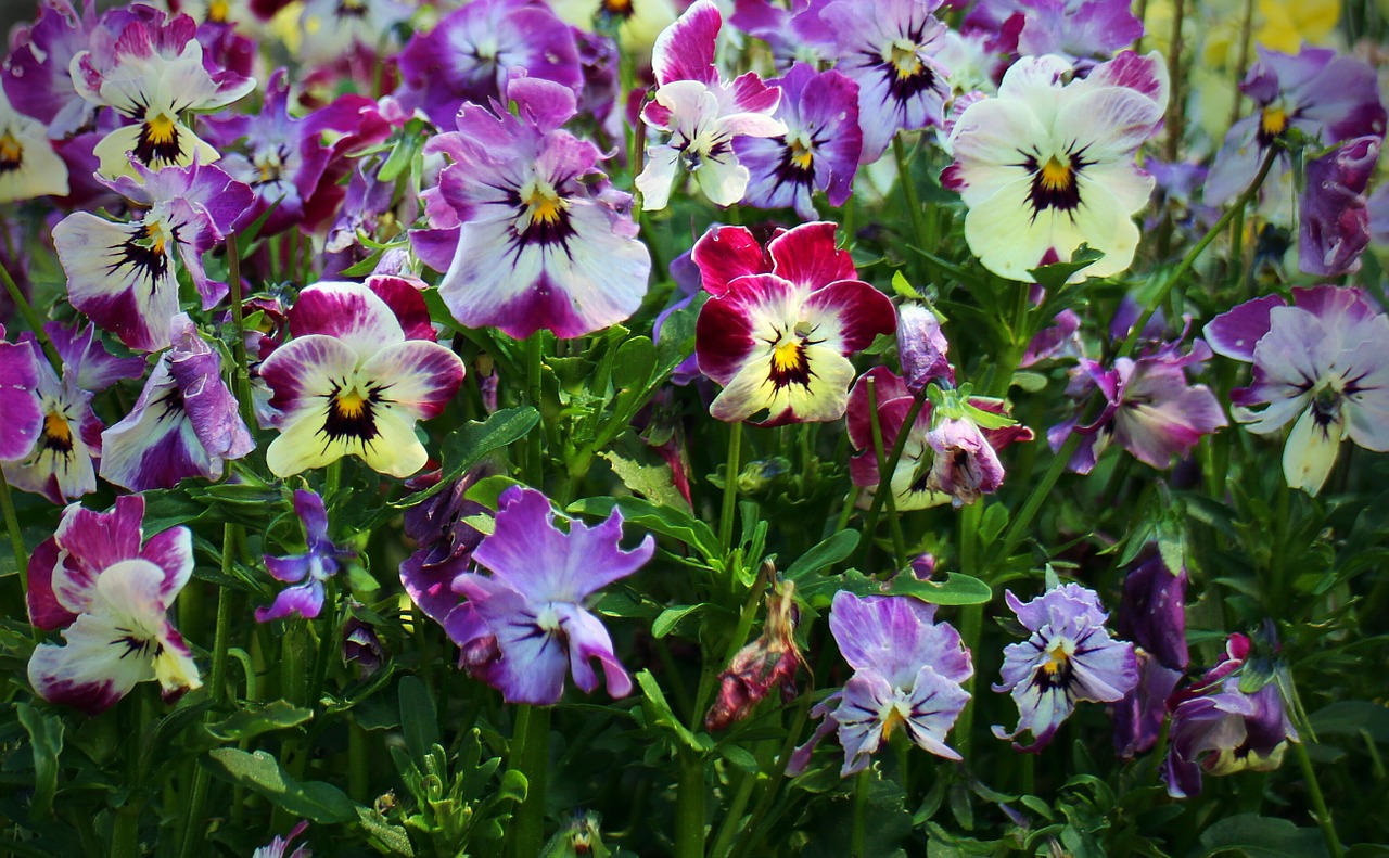 pansy flowers plant free photo