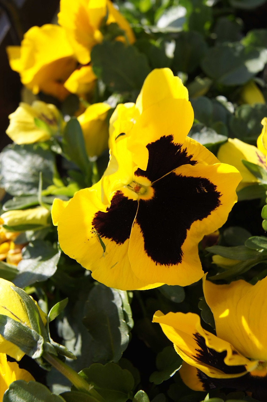 pansy garden pansy yellow pansy free photo