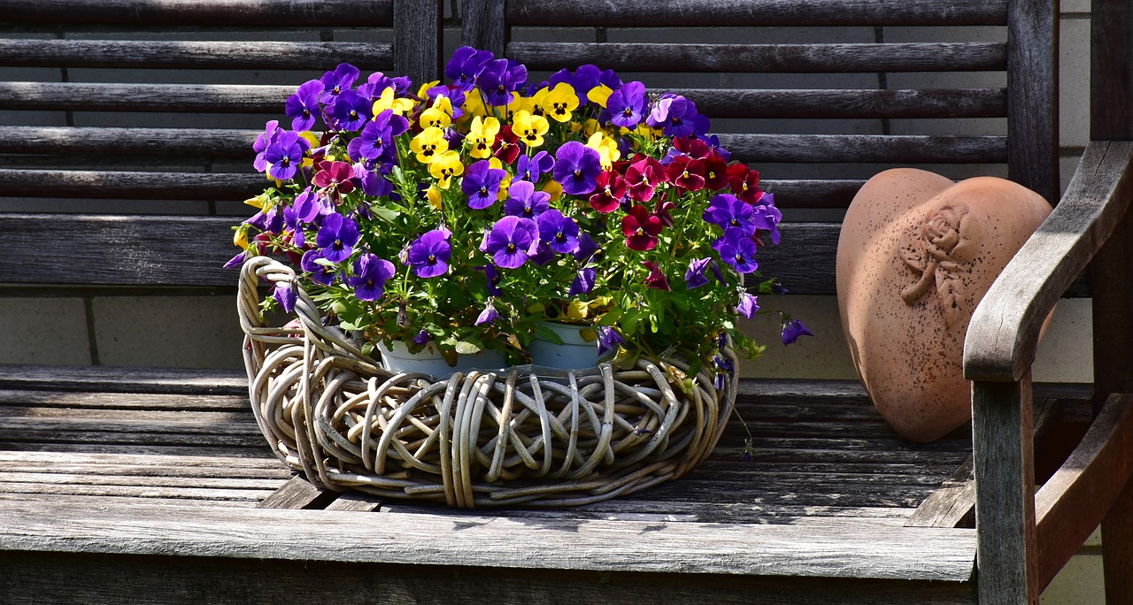 pansy  400–500  flowers free photo