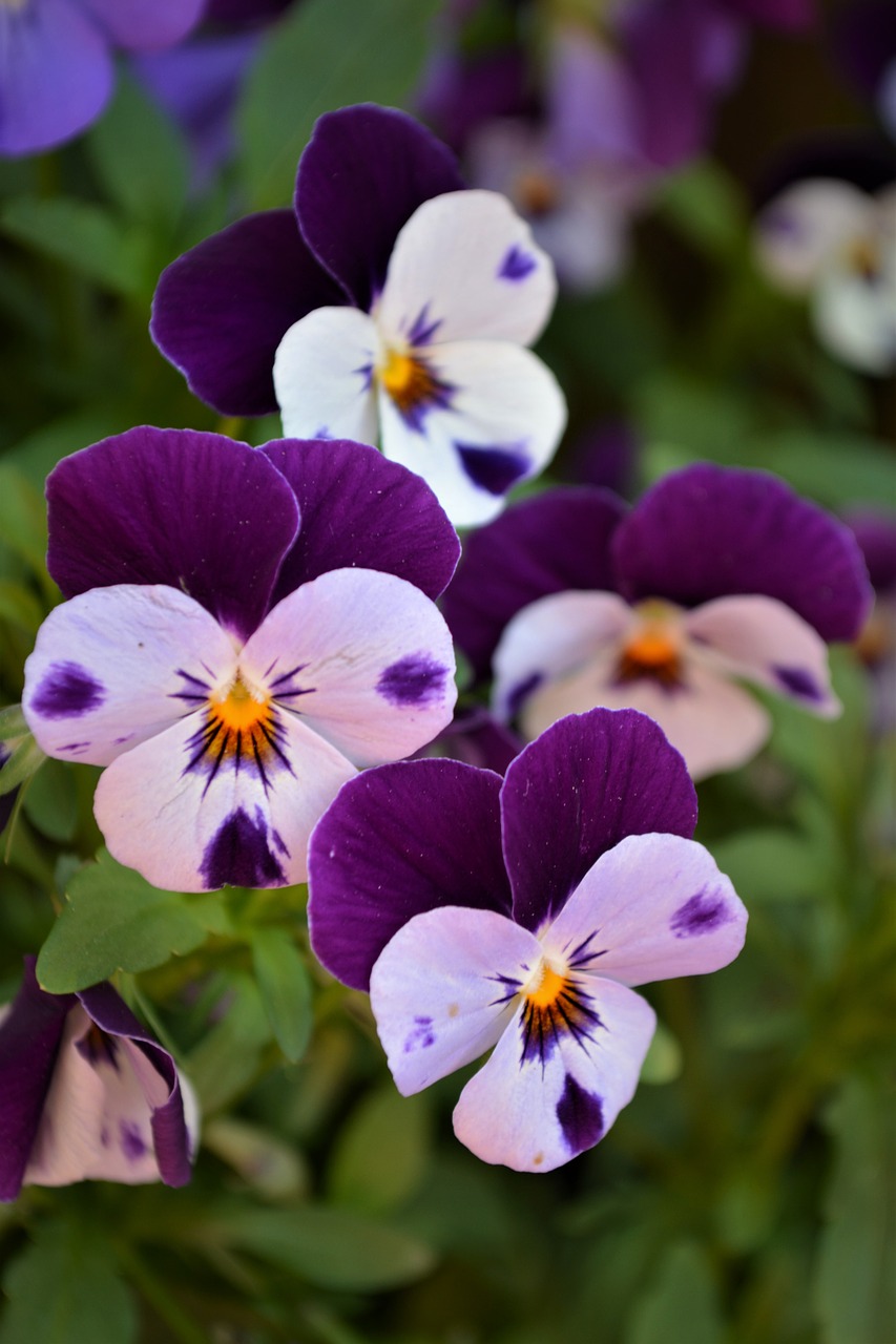 pansy  flowers  spring free photo