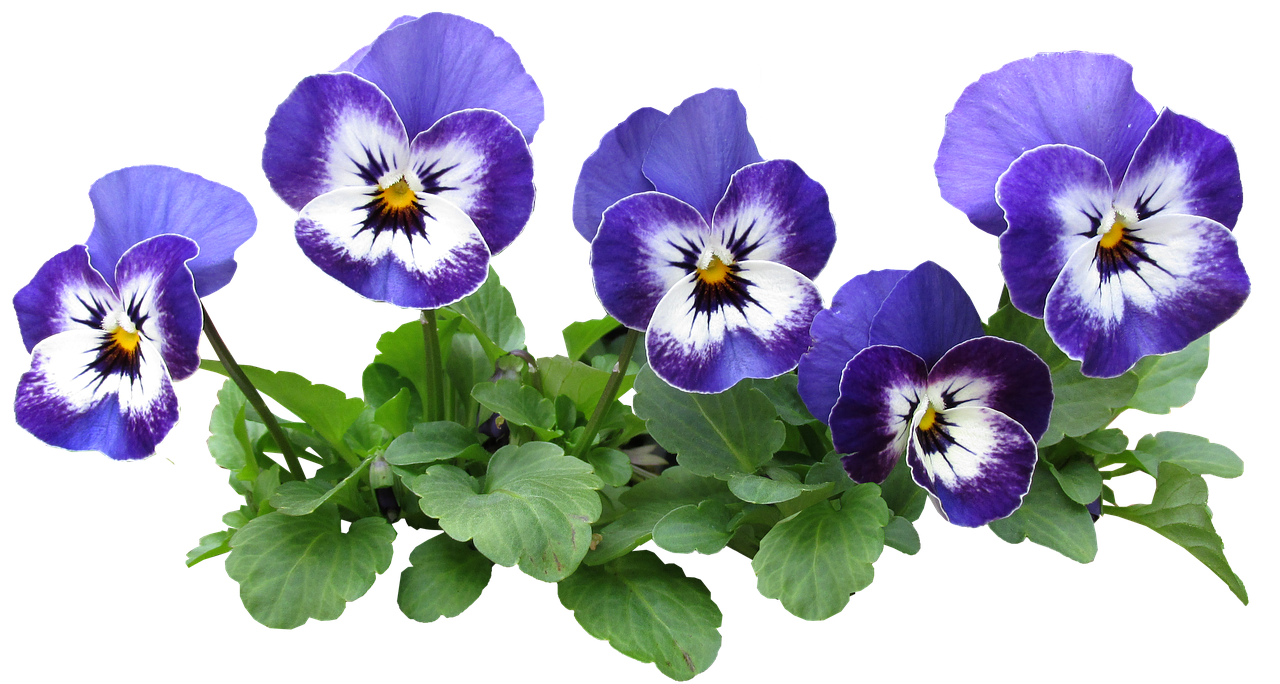 pansy  flowers  plant free photo