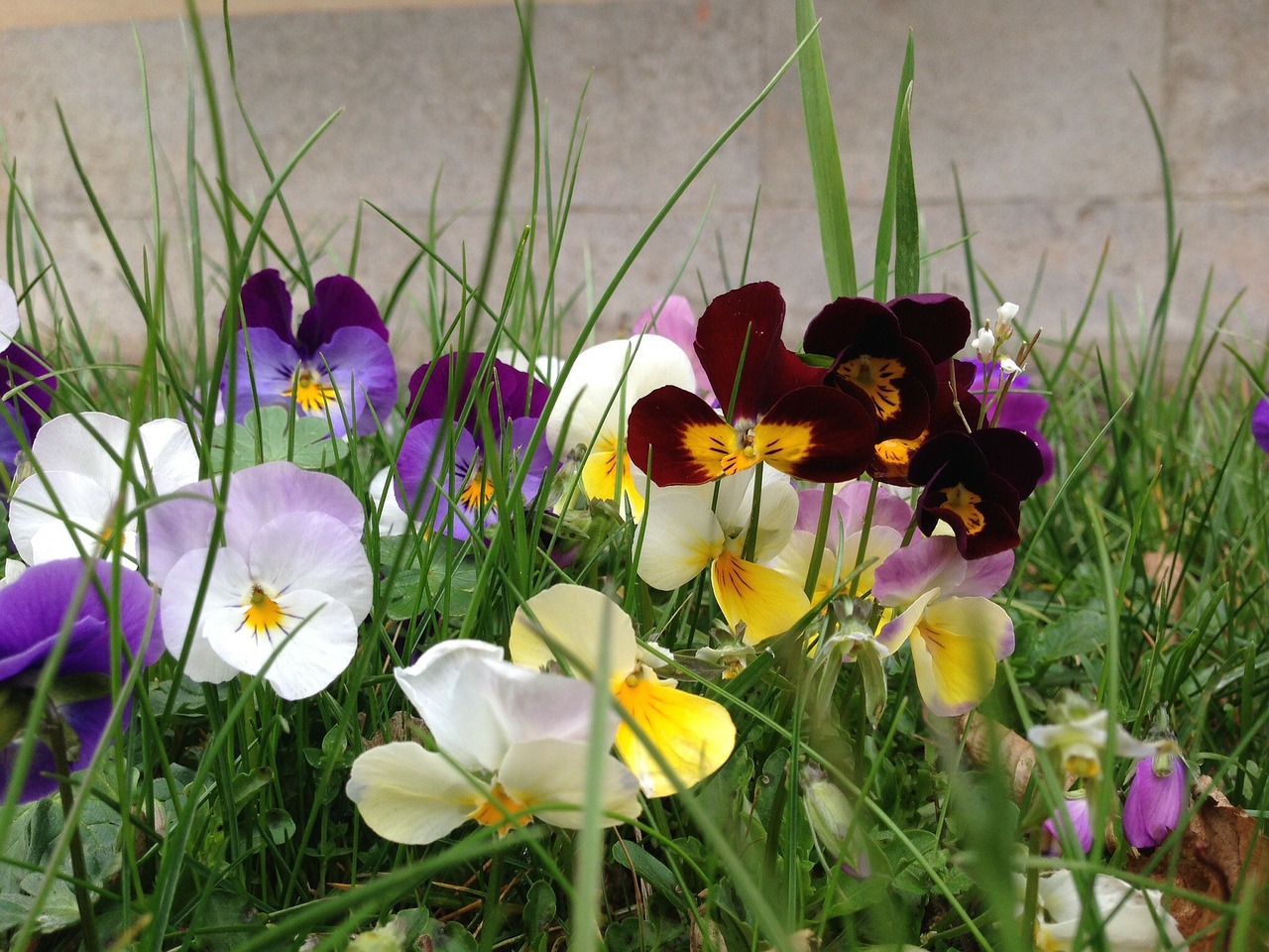 pansy flowers nature free photo