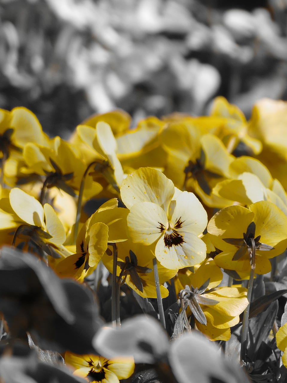 pansy  yellow flower  nature free photo