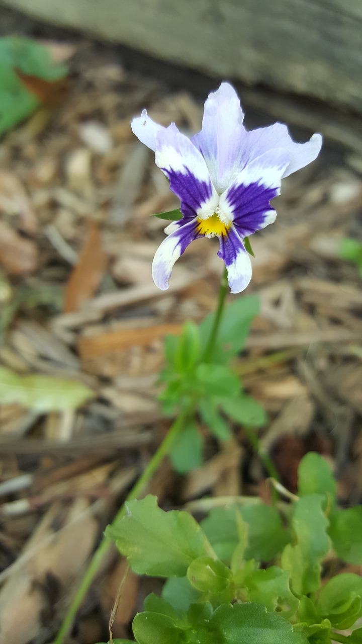 pansy  flower  purple free photo