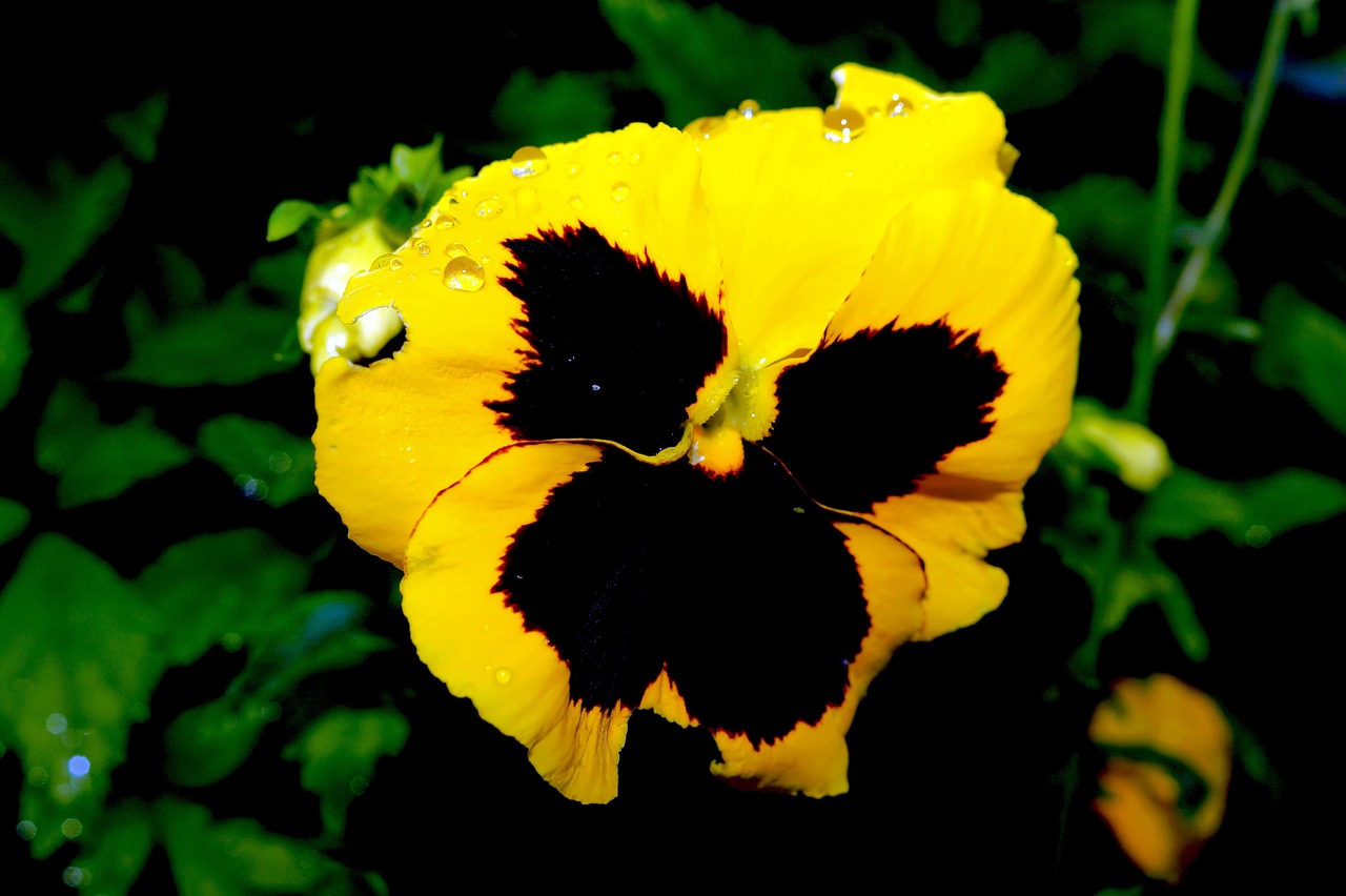 pansy flower blossom free photo