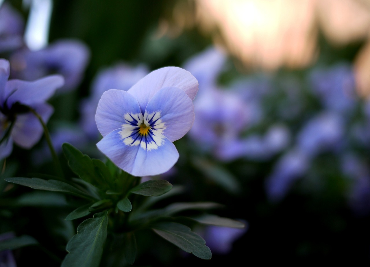 pansy flowers violet free photo
