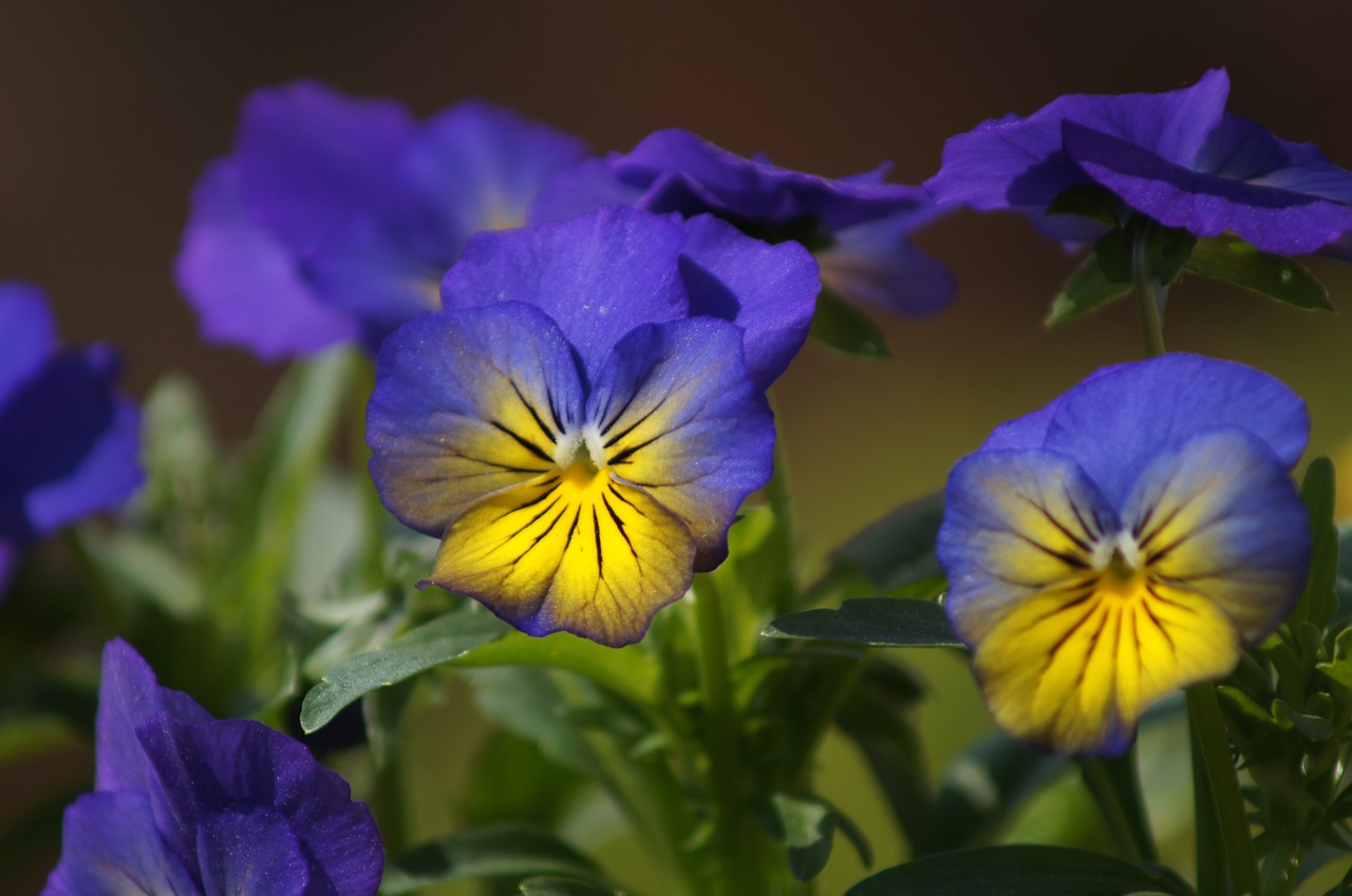 pansy  flower  spring free photo