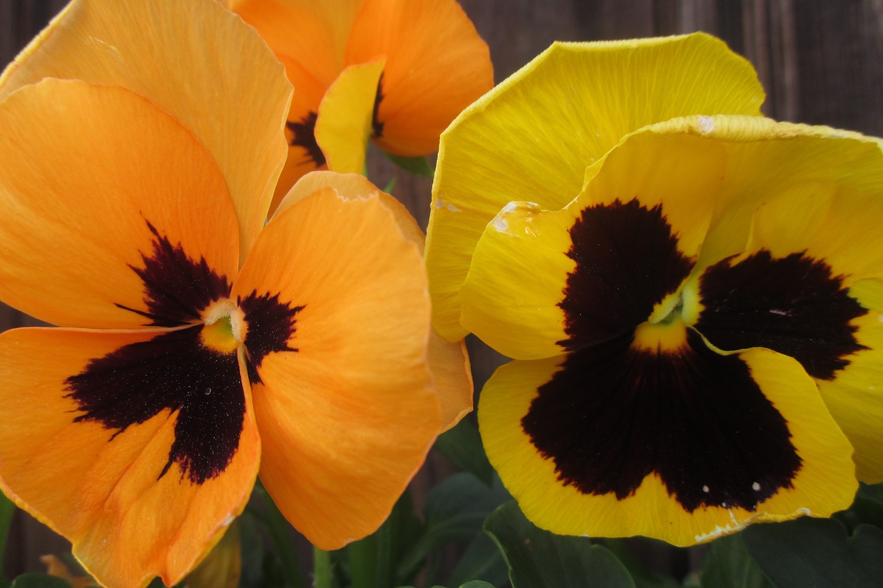 pansy orange yellow free photo