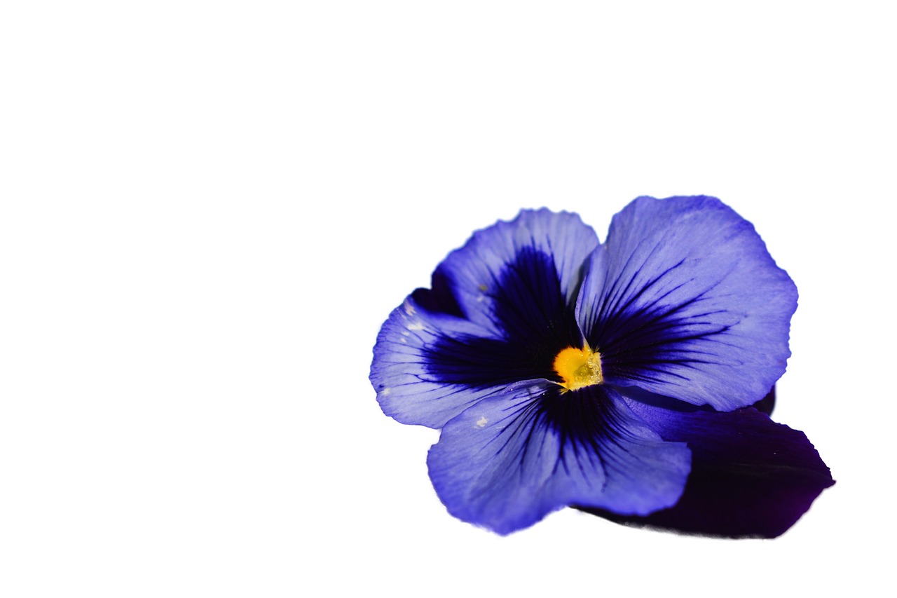 pansy  flower  spring free photo