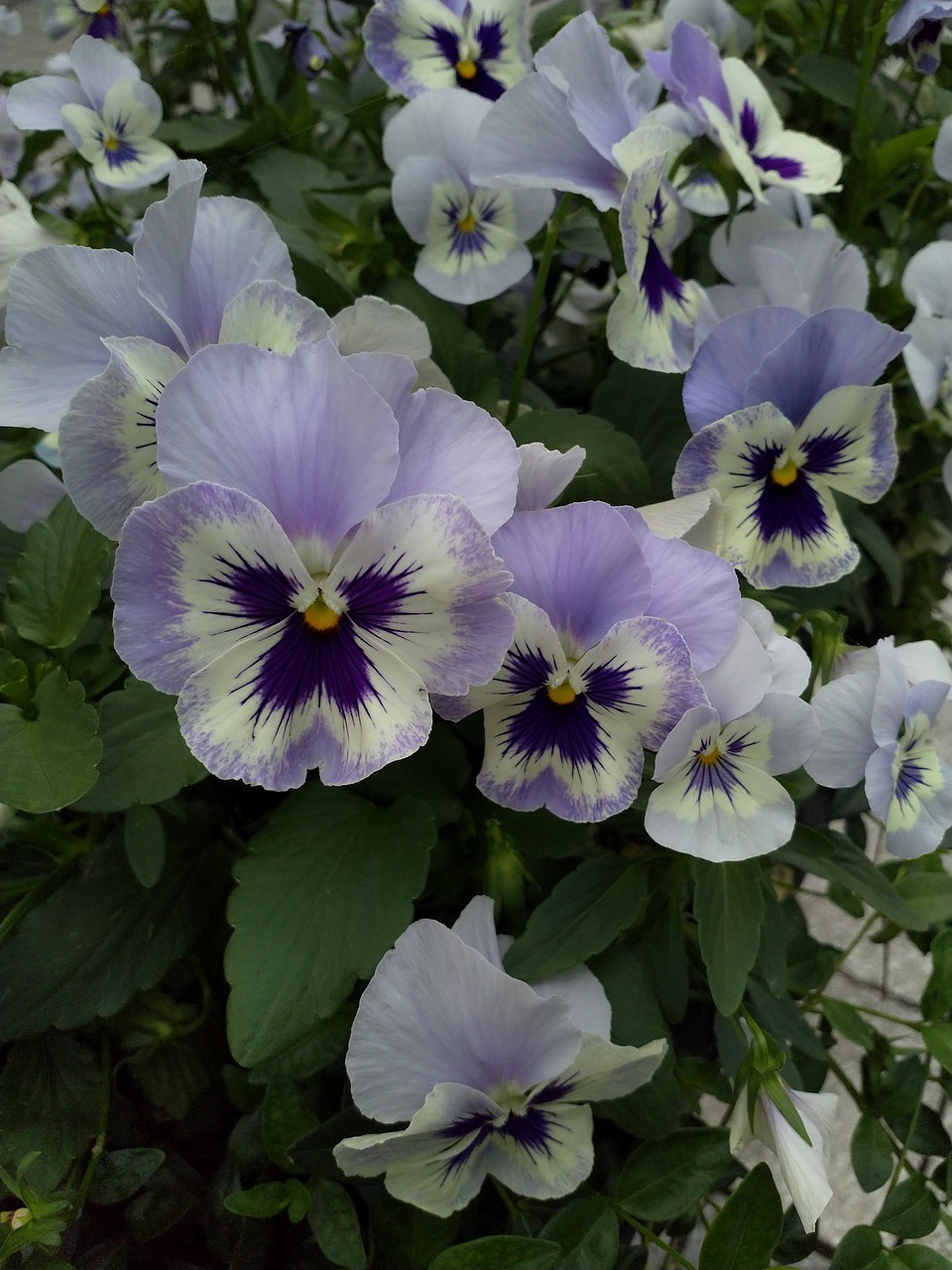 pansy  flowers faces  faces free photo