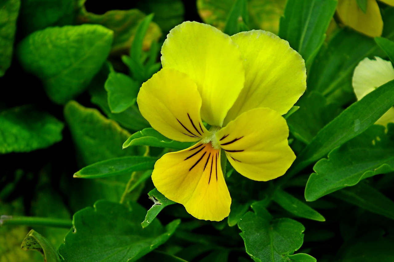 pansy  flower  yellow free photo