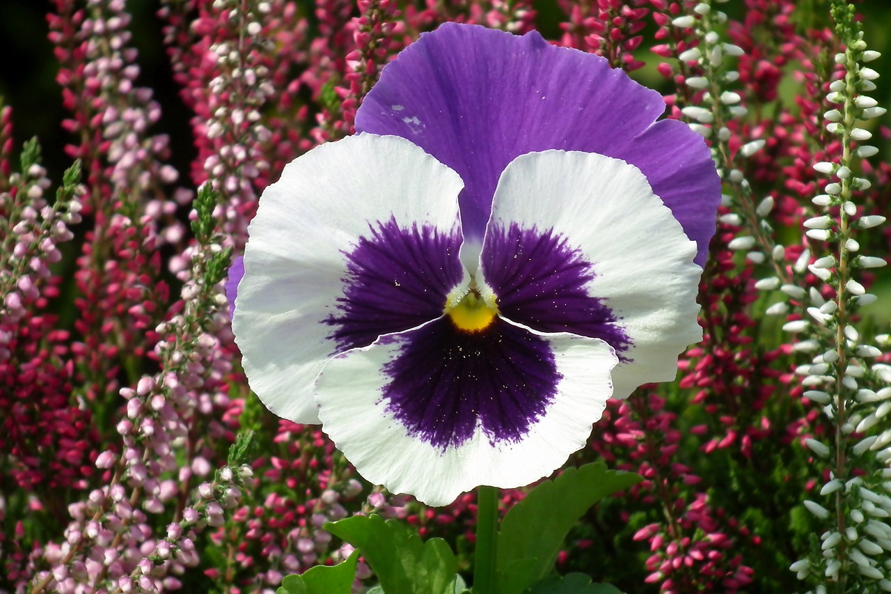 pansy  flower  colored free photo