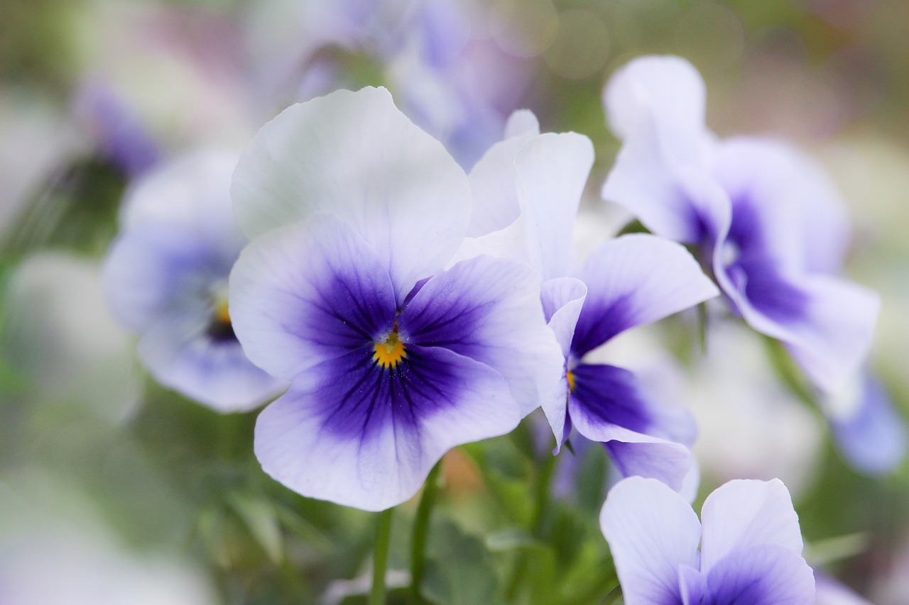 pansy  nature  flower free photo