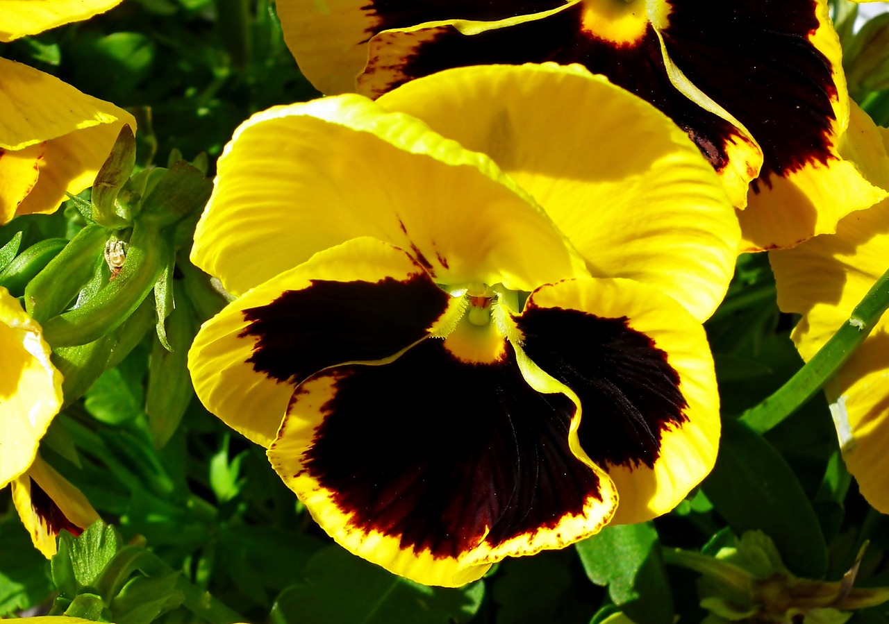 pansy  flower  colored free photo