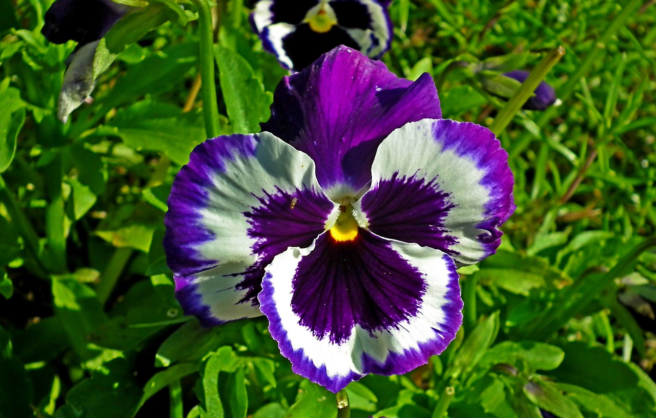 pansy  colored  flower free photo