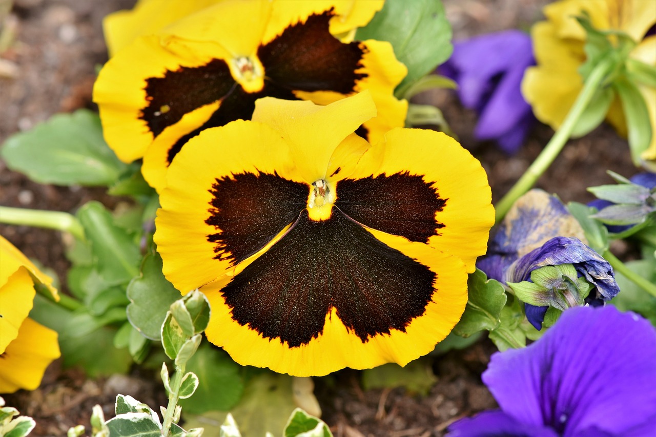 pansy  blossom  bloom free photo