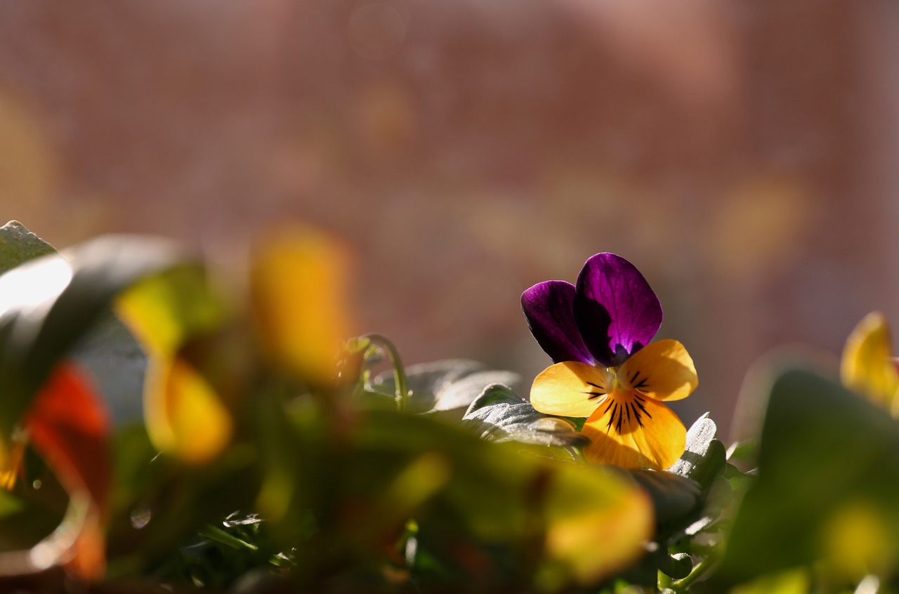 pansy  flower  bloom free photo