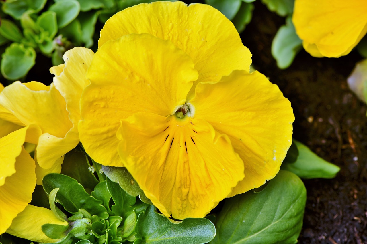 pansy  blossom  bloom free photo