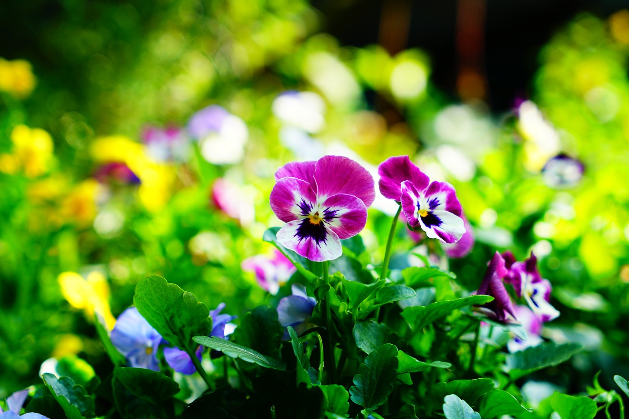 pansy  flowers  plant free photo