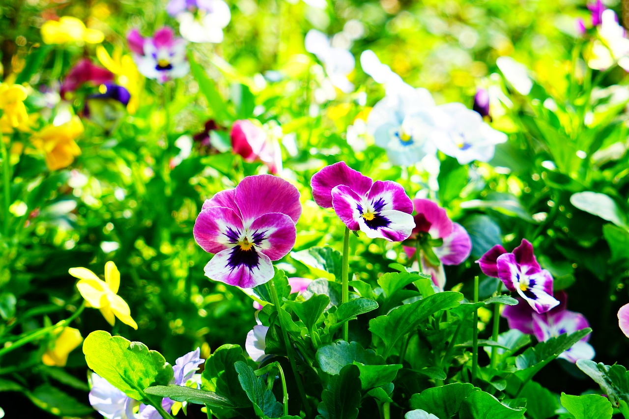 pansy  violet  blossom free photo