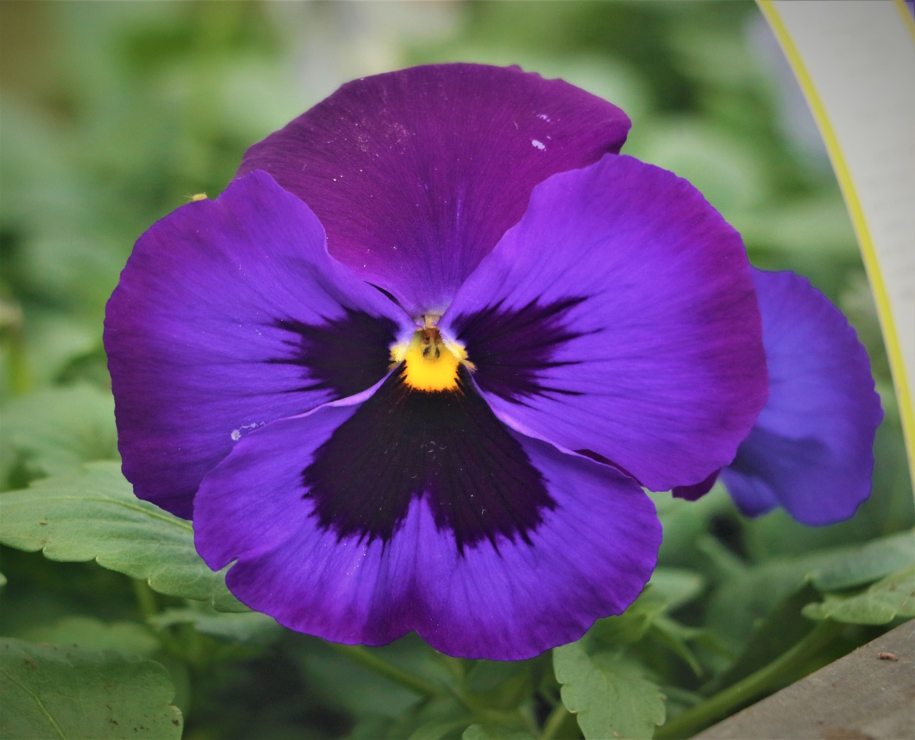 pansy  flower  plant free photo