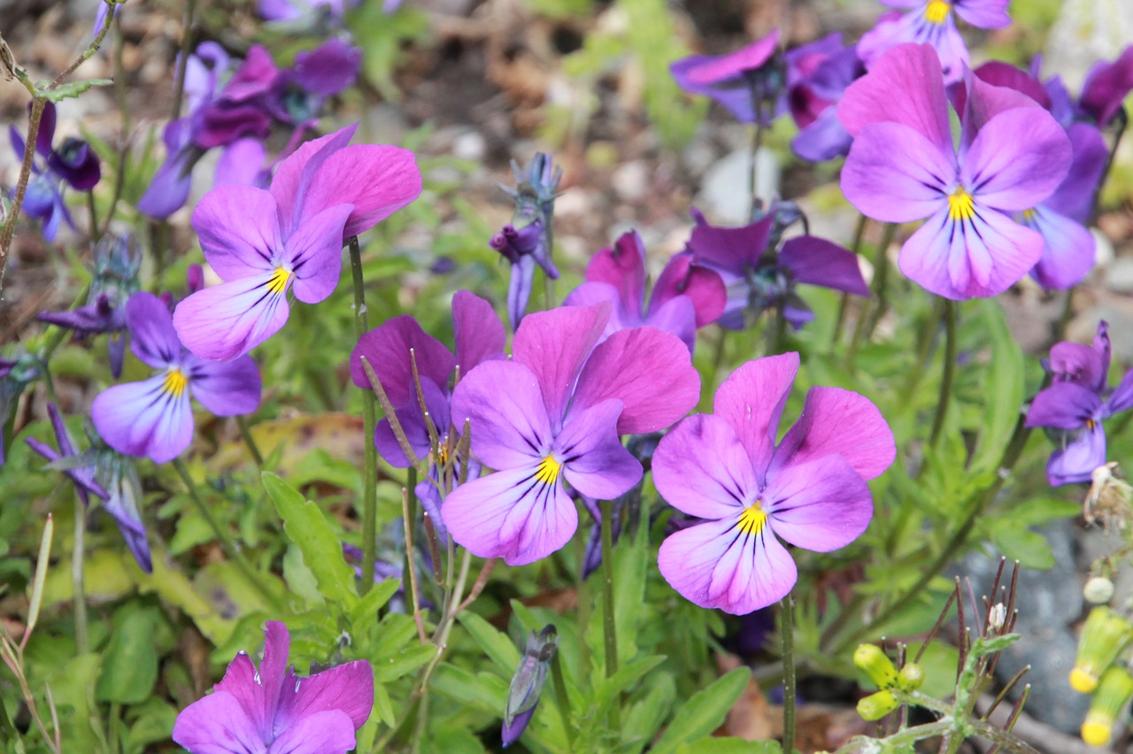 pansy  spring  purple free photo