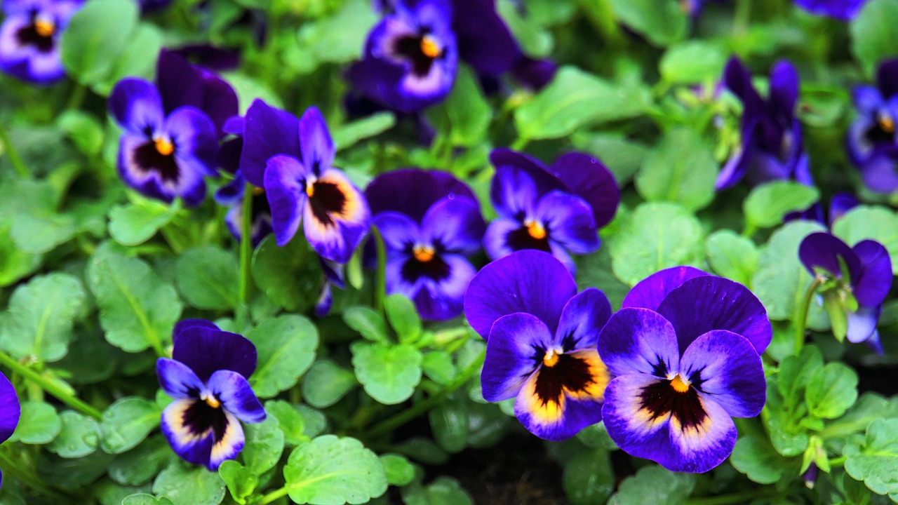 pansy  spring  flowers free photo