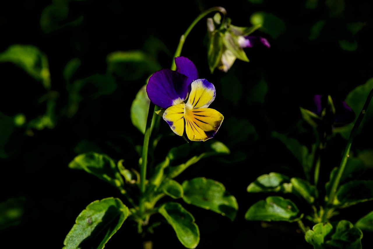 pansy  garden  yellow free photo