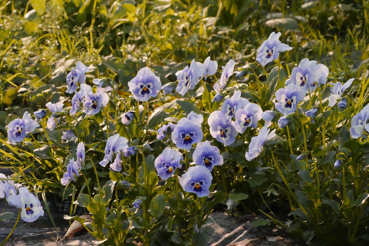 pansy  flowers  garden free photo