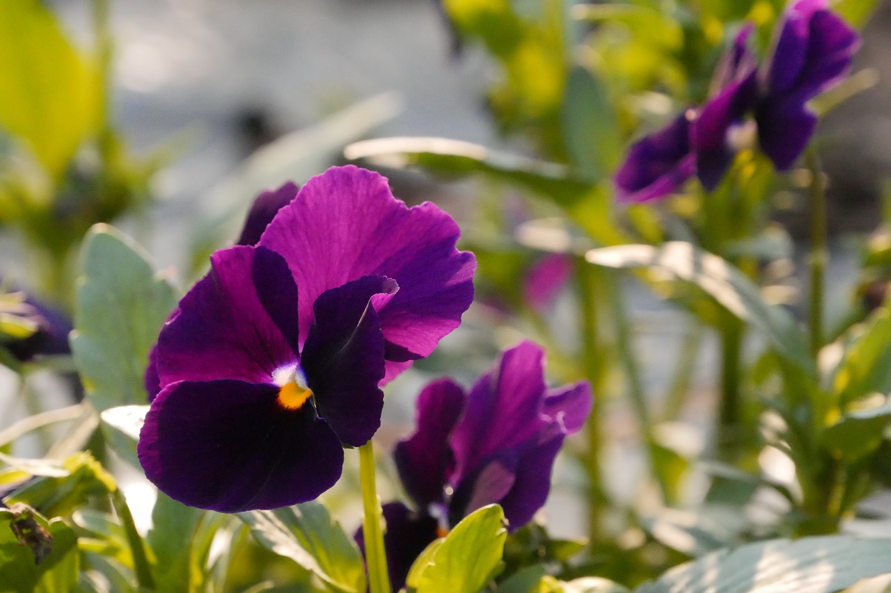 pansy  flowers  garden free photo