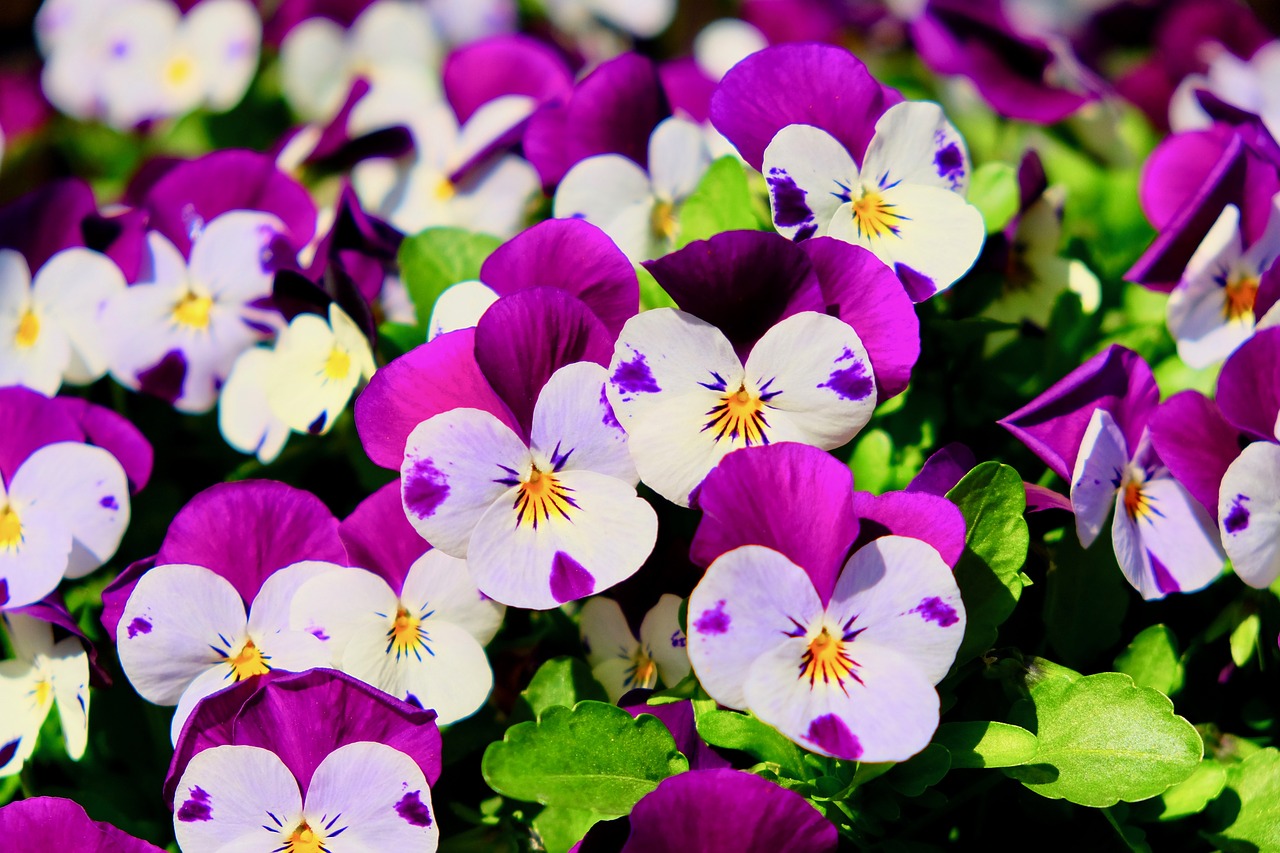 pansy  purple  colorful free photo