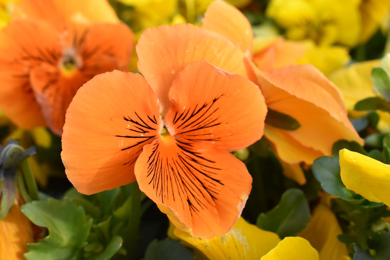 pansy  flower  garden free photo