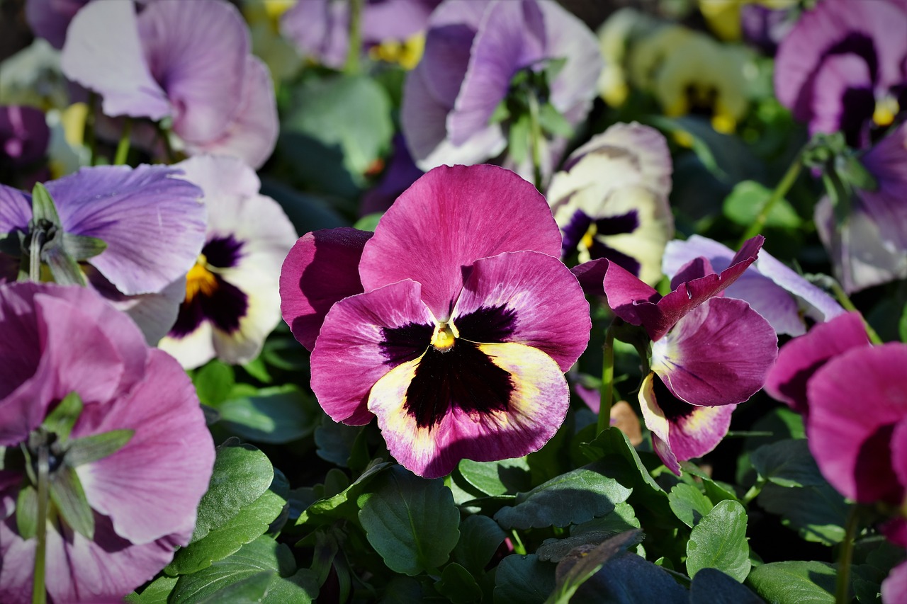 pansy  blossom  bloom free photo