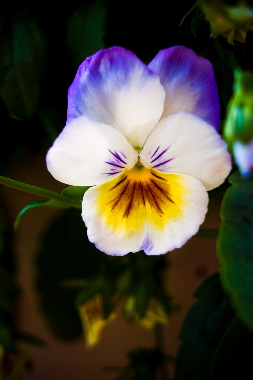 pansy  flower  spring free photo