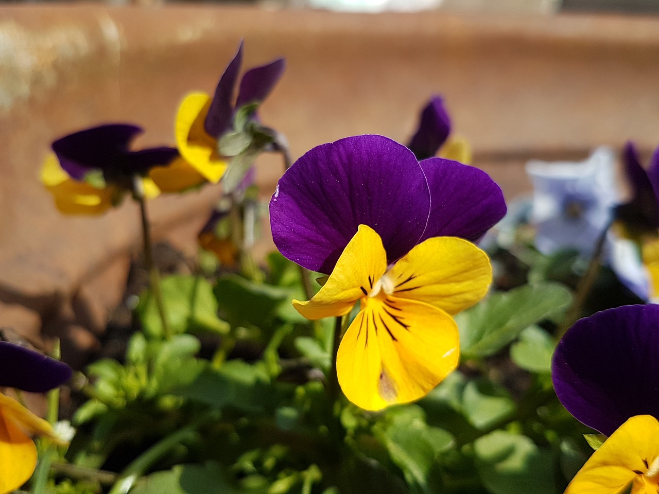 pansy  flower  blossom free photo