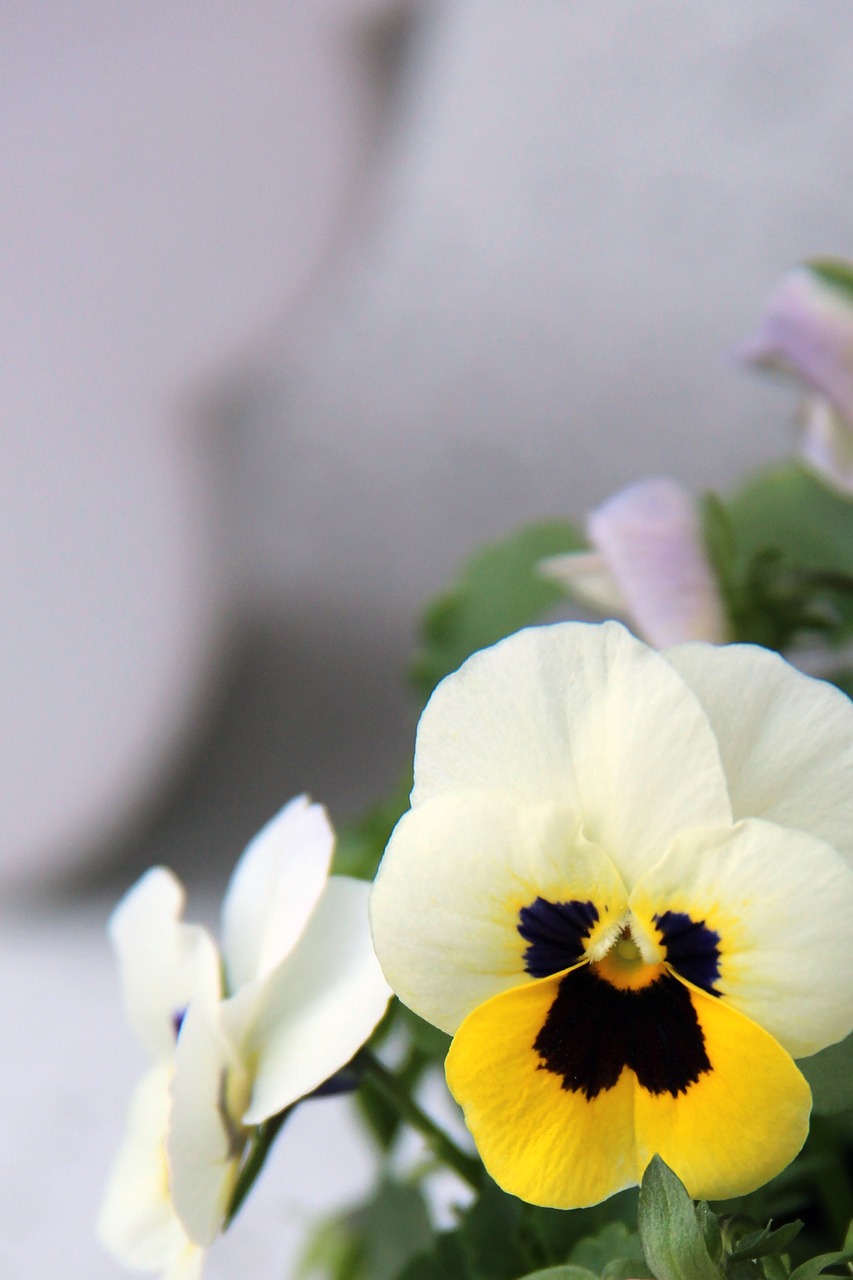 pansy  flower  spring free photo