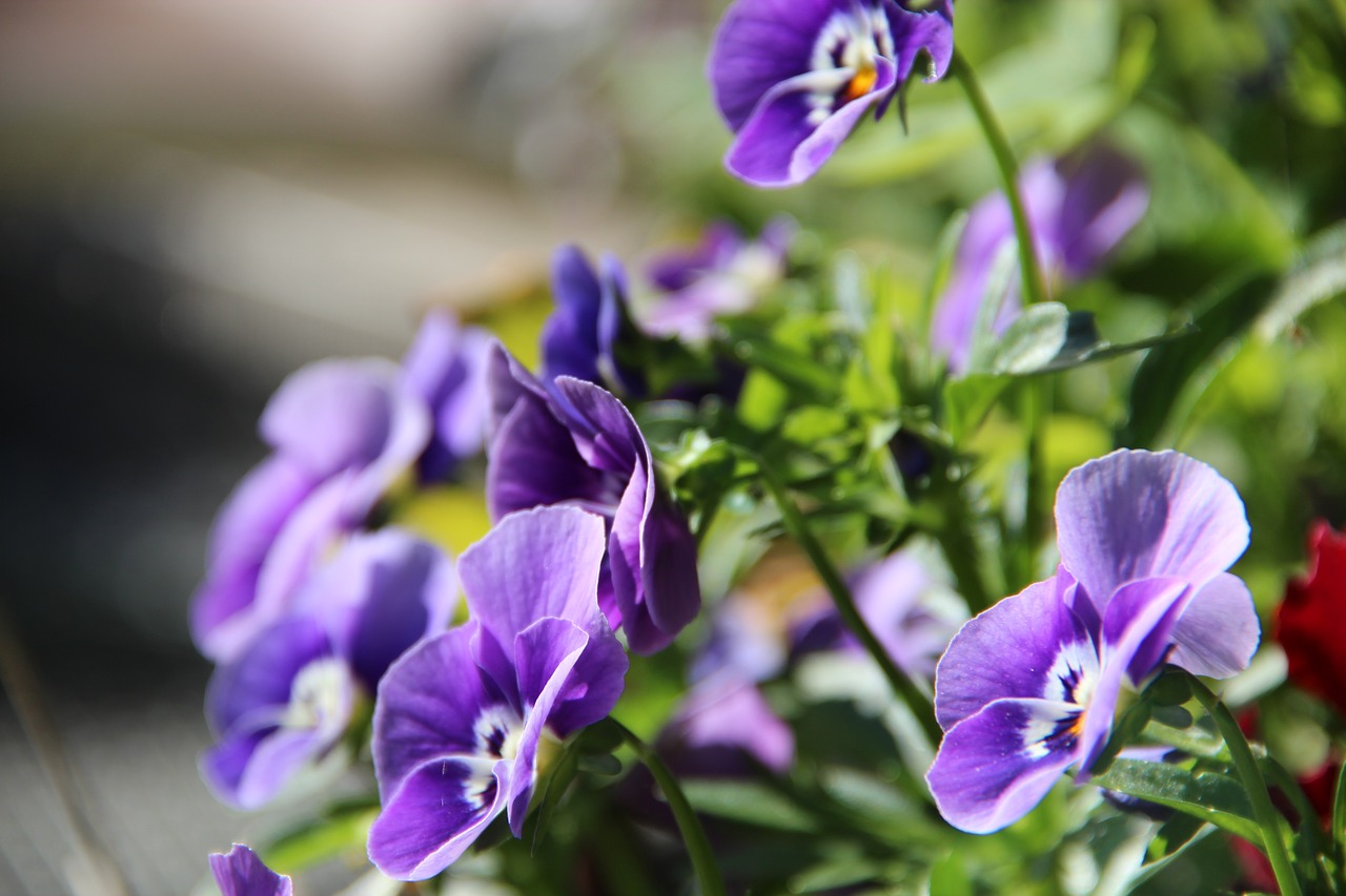 pansy  garden  blossom free photo