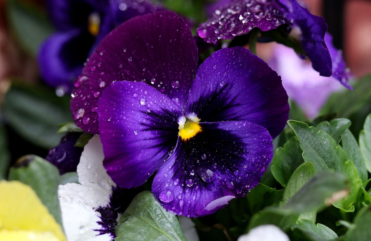 pansy  blue  flower free photo