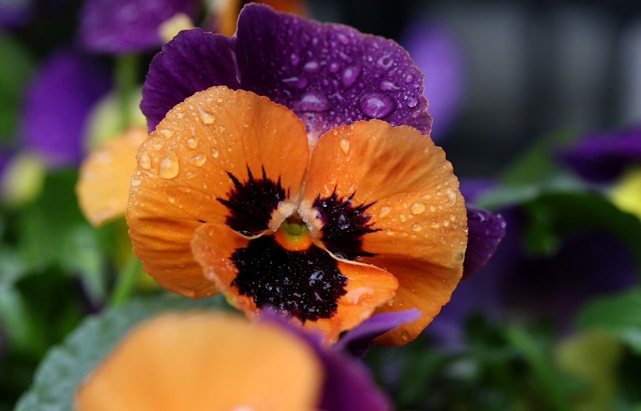 pansy  coloring  wet free photo