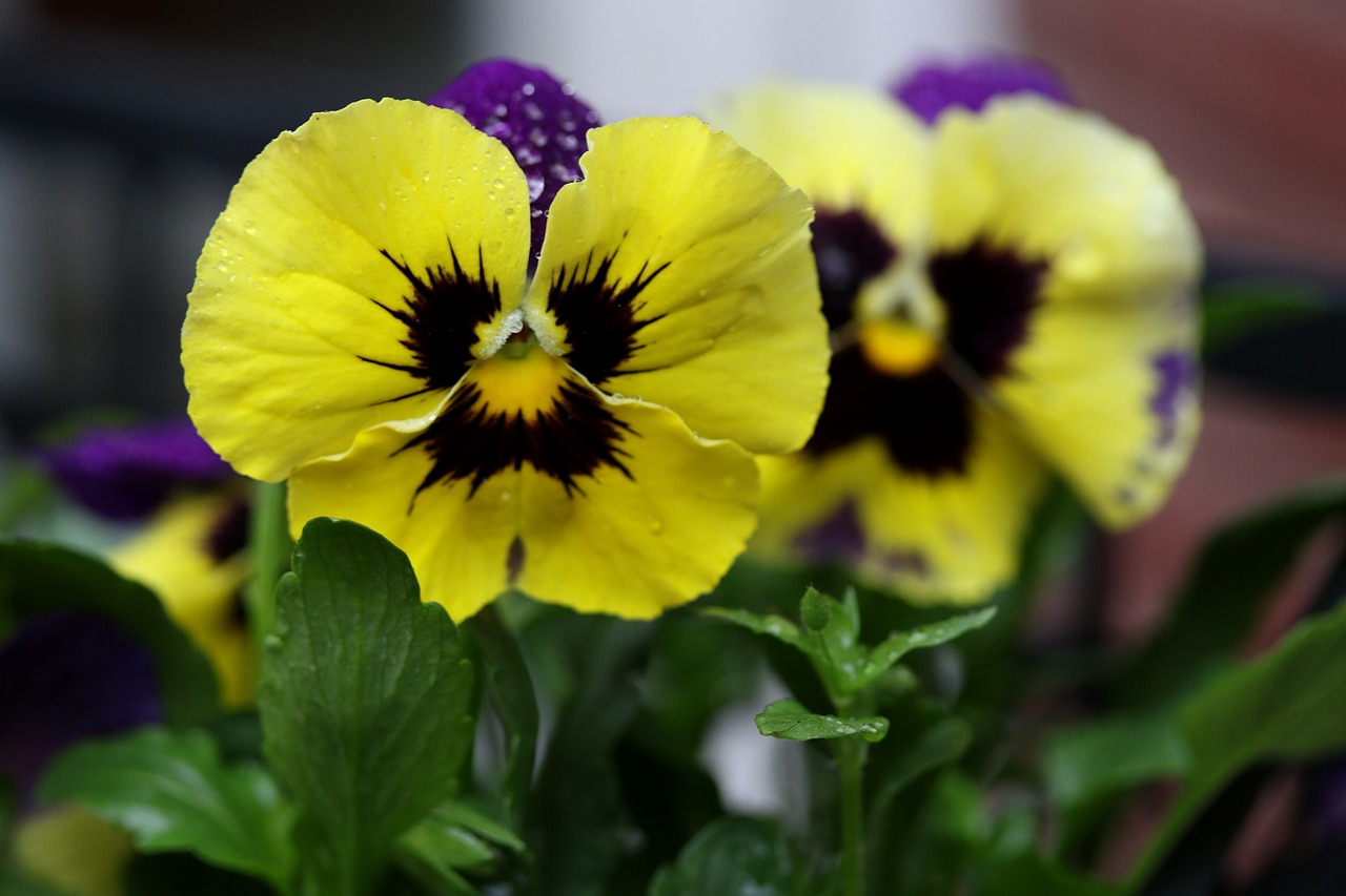 pansy  coloring  wet free photo